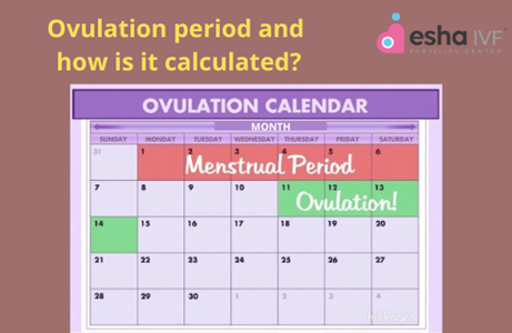 What is Menstrual Cycle and Fertility?