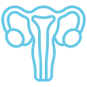 uterus