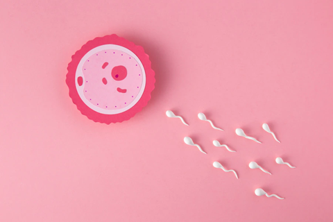 All About Ovulation Induction