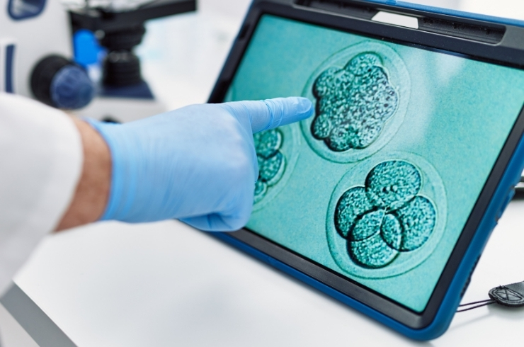 embryology image