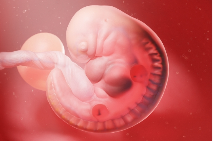 embryology image1