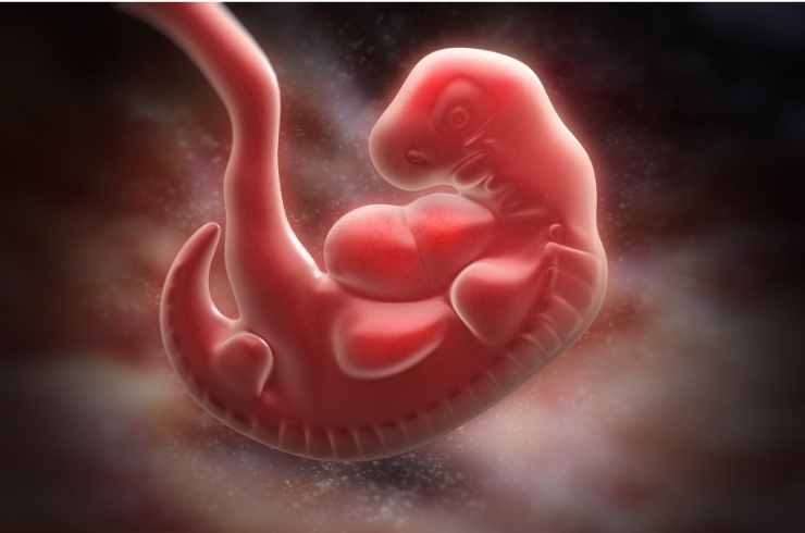 embryology image4