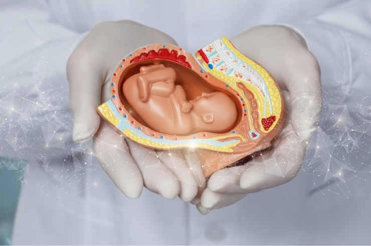 embryology image5