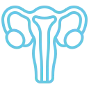 uterus-pregnancy